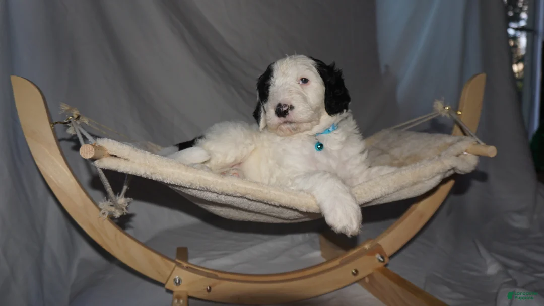 Mixed Breed dogs for sale: Lily - Ad 1