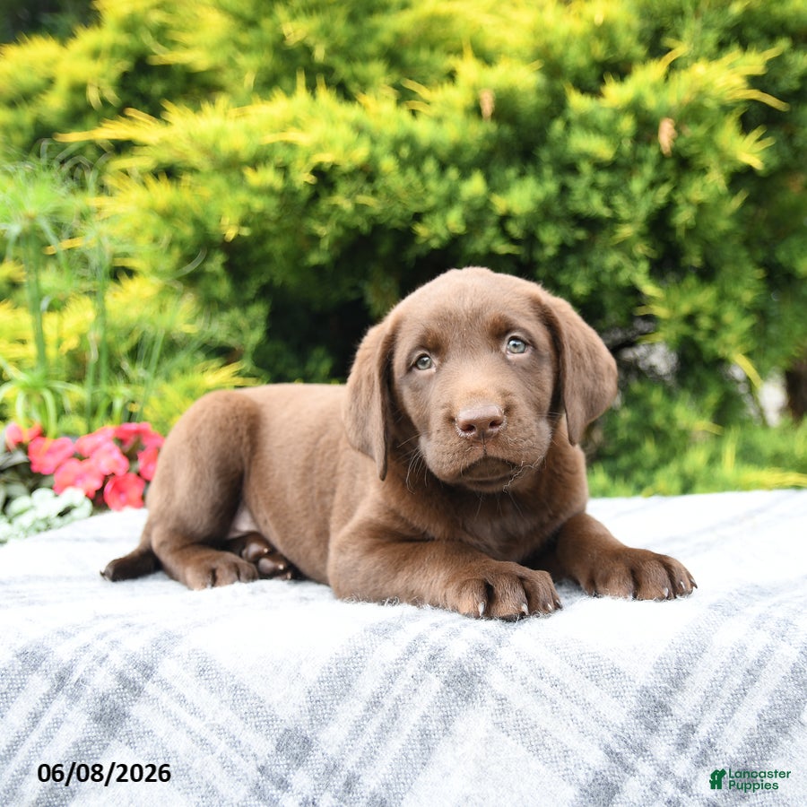 Labrador Retriever dogs Ava  - Ad 1