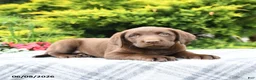 Labrador Retriever dogs for sale: Ava  - Ad 1