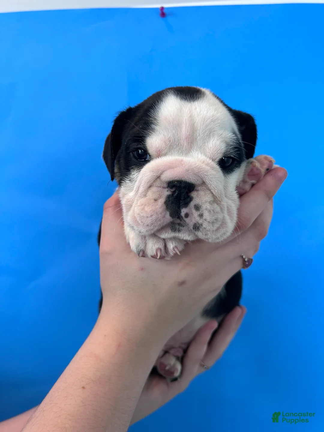 English Bulldog dogs for sale: Blackjack (Black Trindle) - Ad 2