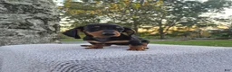 Miniature Dachshund dogs for sale: Remy  - Ad 19