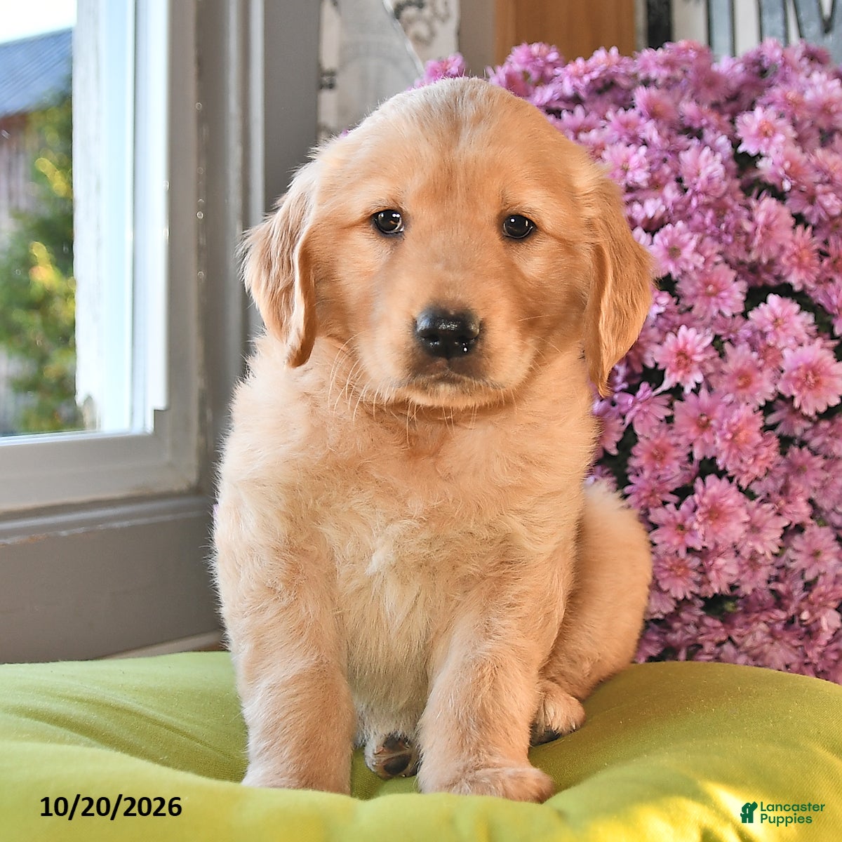 Golden Retriever dogs for sale: Roxy - Ad 1