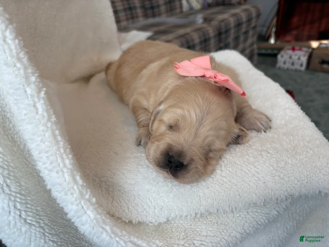 Golden Retriever dogs for sale: Grace  - Ad 9