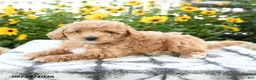 Bichpoo dogs for sale: Amara - Ad 4