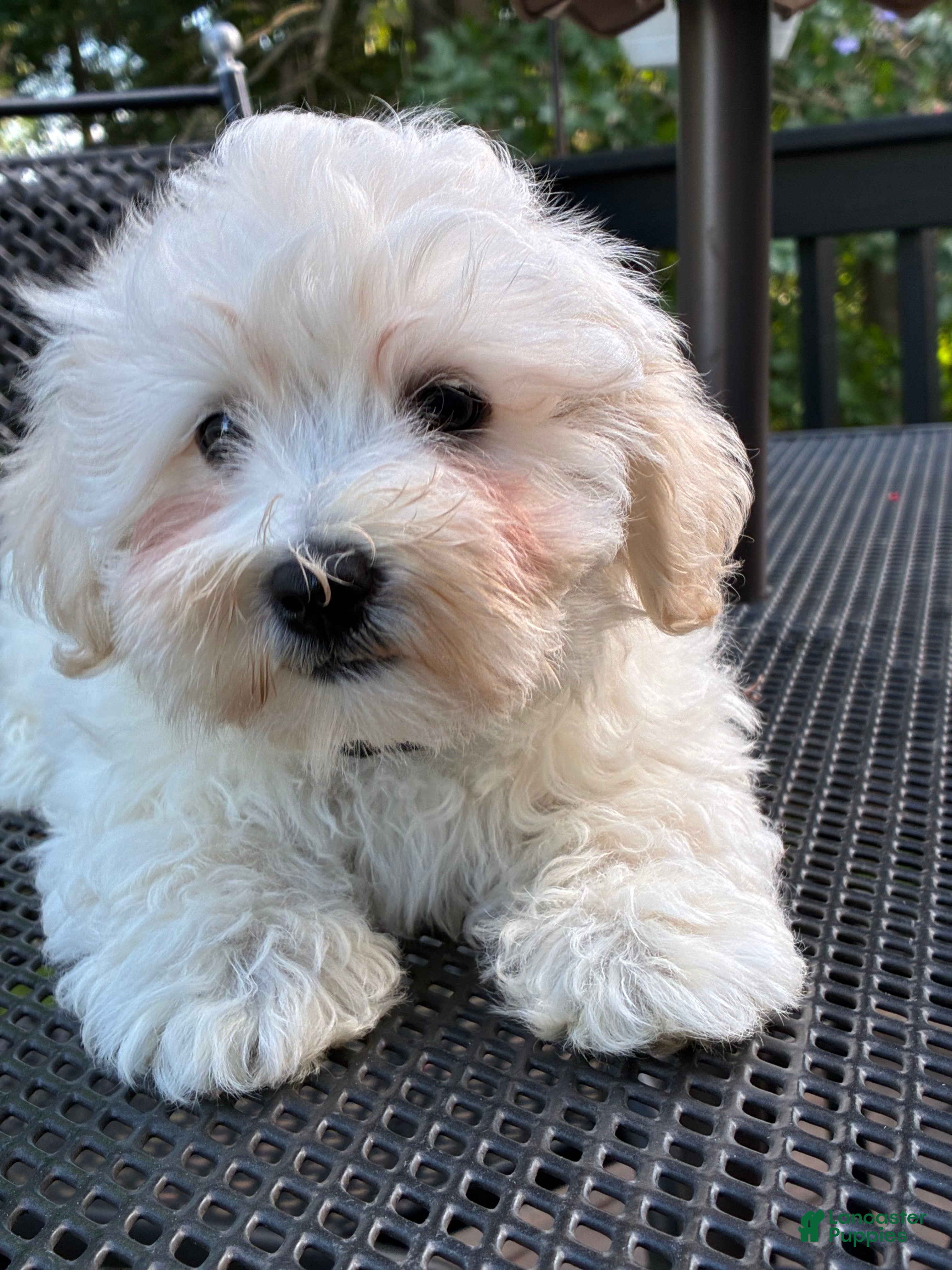 Maltipoo dogs Maltipoo Puppy 1 - Ad 2