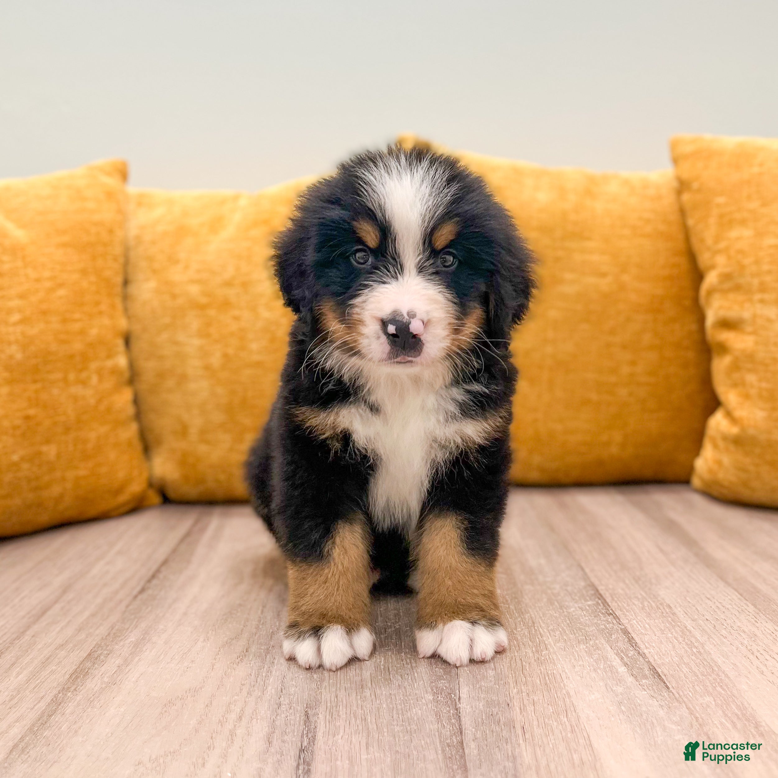 Bernese Mountain Dog dogs Zeke - Ad 1