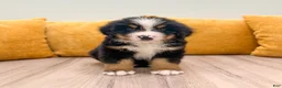 Bernese Mountain Dog dogs for sale: Zeke - Ad 1
