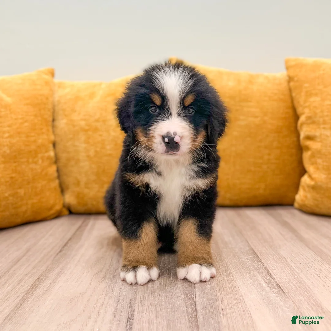 Bernese Mountain Dog dogs for sale: Zeke - Ad 1
