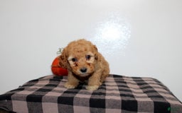 Mini Goldendoodle dogs for sale: Dexton - Image 3
