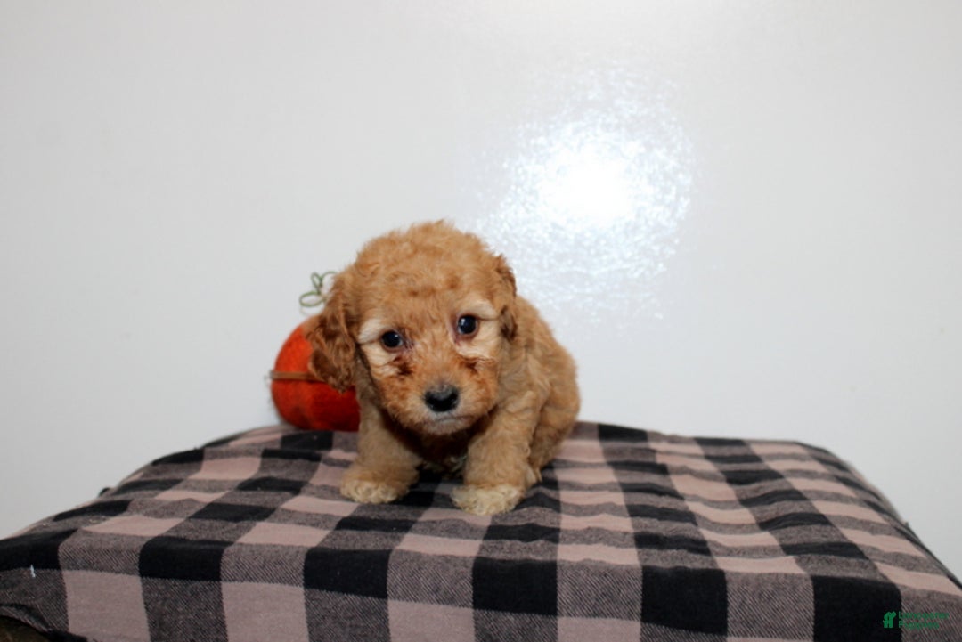 Mini Goldendoodle dogs for sale: Dexton - Ad 2