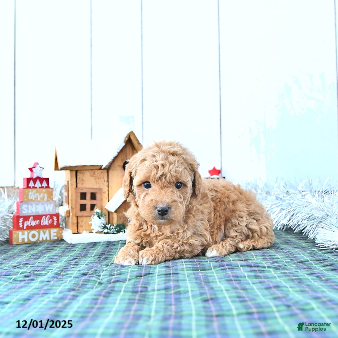 Mini Goldendoodle dogs for sale: Nick  - Ad 3