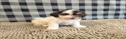Havanese dogs for sale: Hank - Ad 7