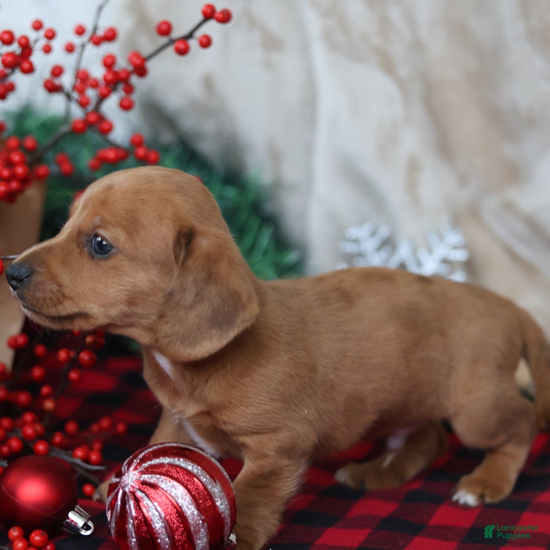 Miniature Dachshund dogs for sale: Sage - Ad 5
