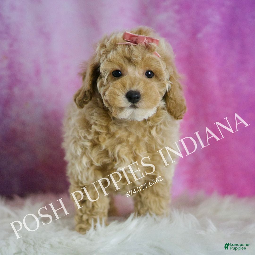 Miniature Poodle dogs for sale: Miniature Poodle Puppy 3 - Ad 3