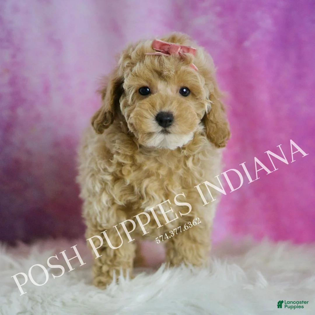 Miniature Poodle dogs for sale: Miniature Poodle Puppy 3 - Ad 3