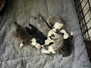 Boston Terrier dogs Boston Terrier Puppy 3 - Ad 36