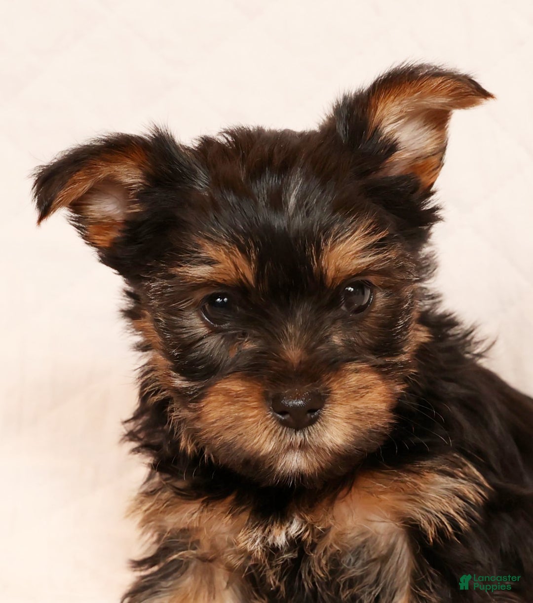 Yorkshire Terrier dogs for sale: Cocoa - Ad 6