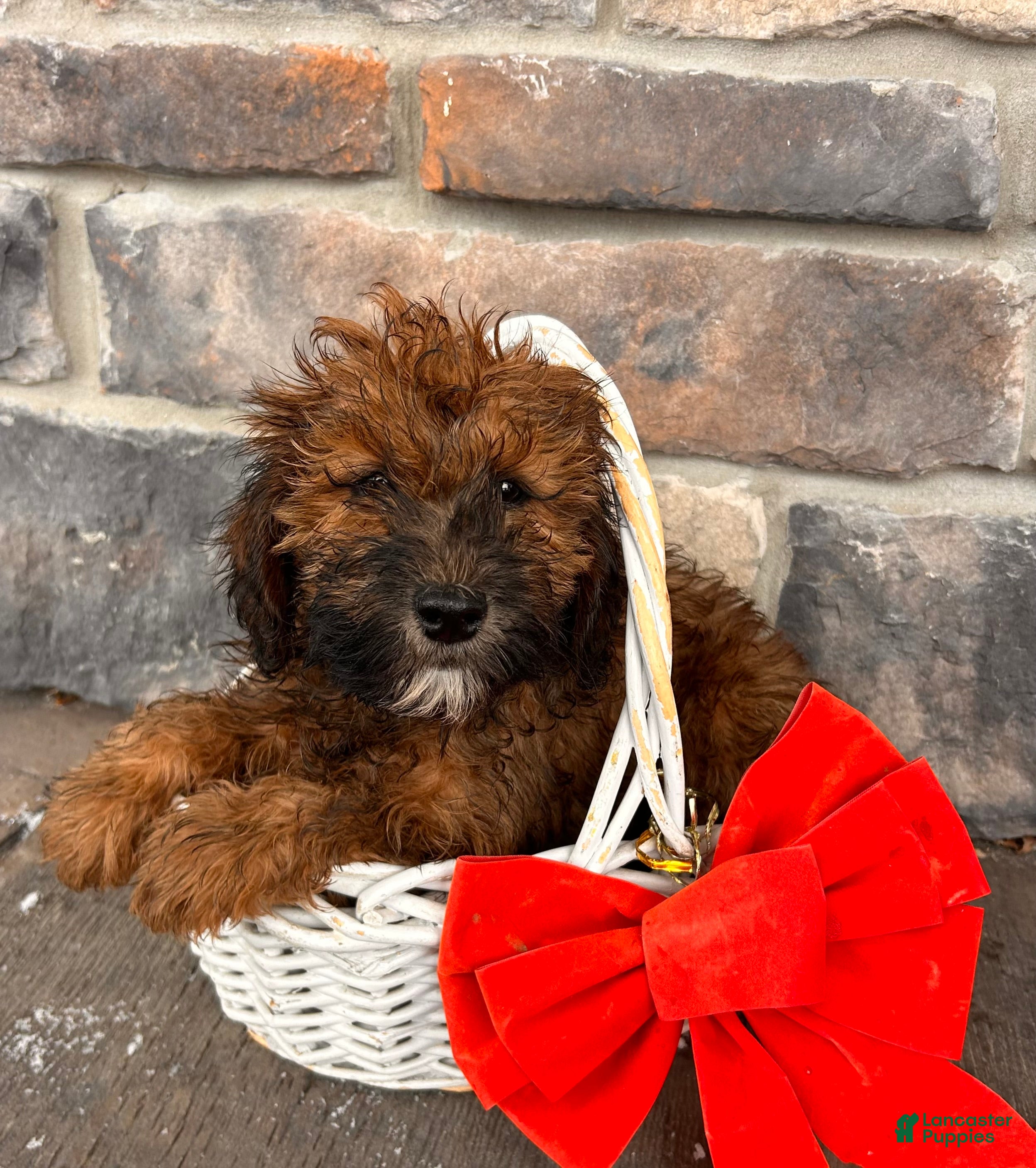 Whoodle dogs Ember - Ad 4