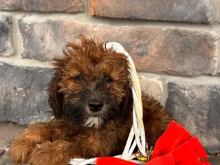 Whoodle dogs Ember - Ad 4