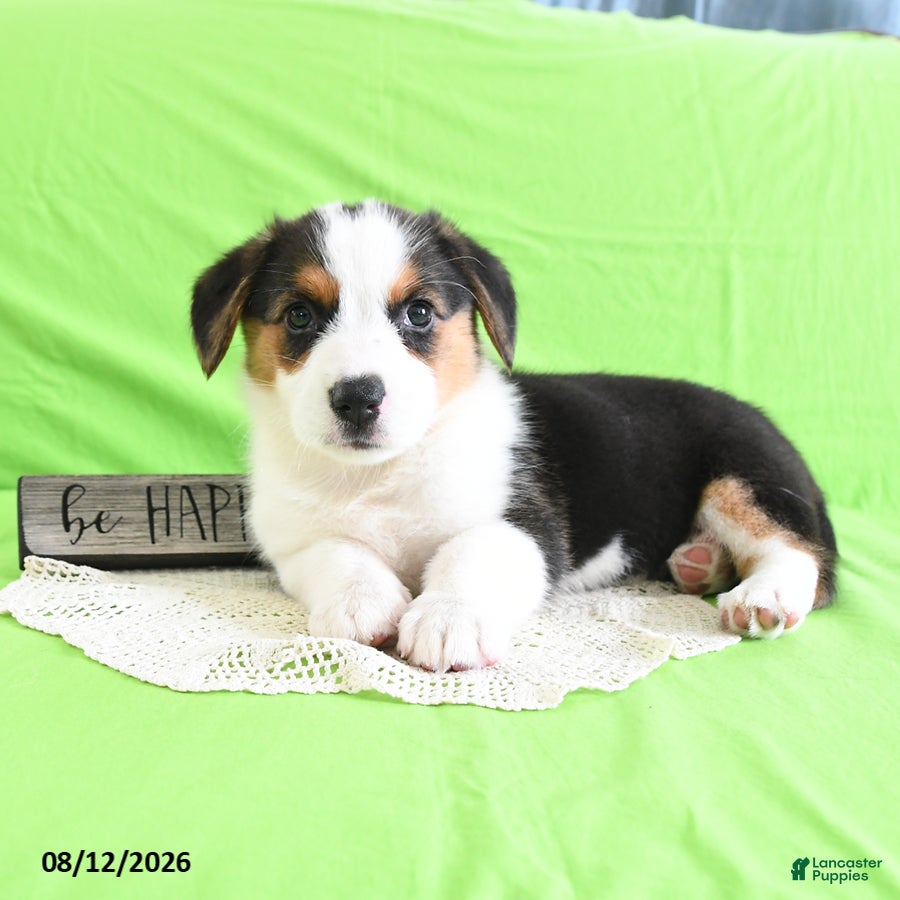 Welsh Corgi Pembroke dogs Bethany - Ad 2