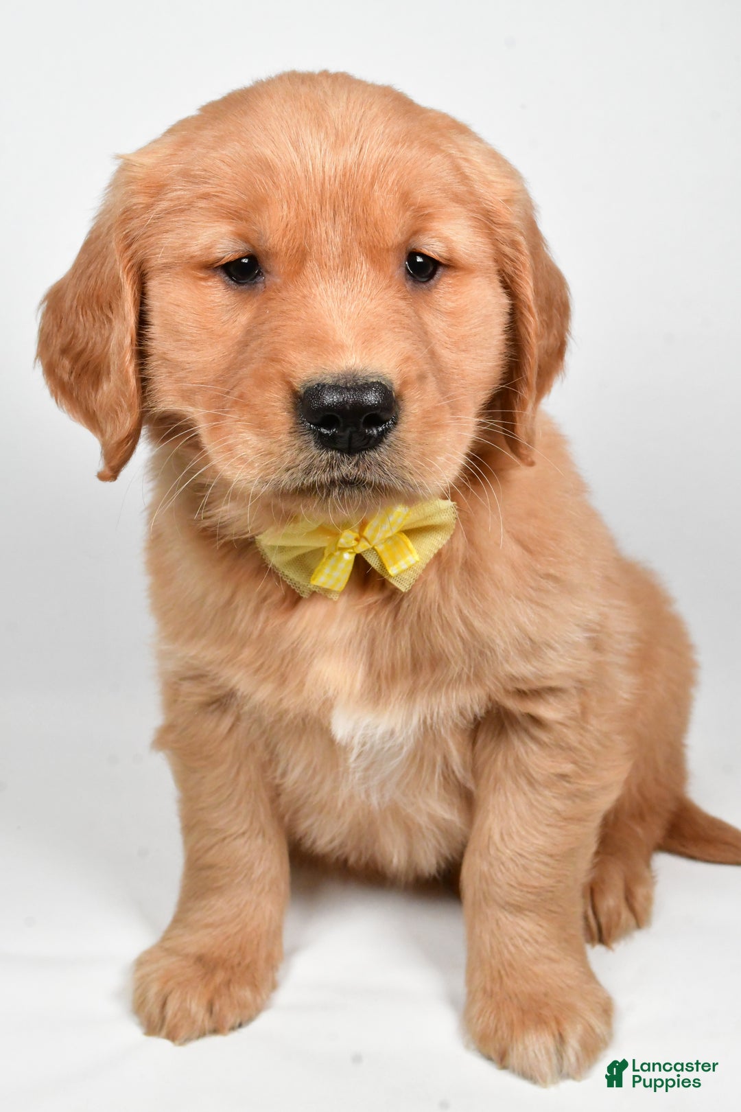 Golden Retriever dogs for sale: Leo - Ad 2