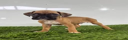 Boxer dogs for sale: Mac - Ad 3