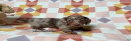 Miniature Dachshund dogs for sale: AKC Isabella Dapple Long Haired Female  - Ad 6