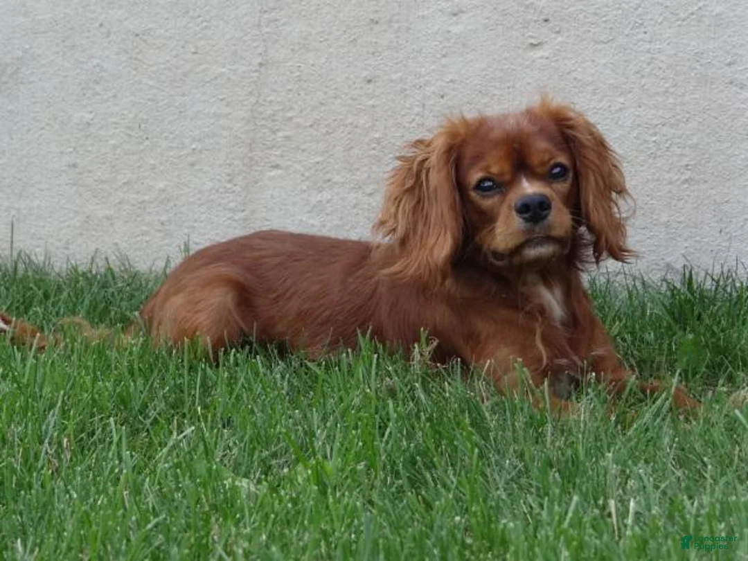 Cavalier King Charles Spaniel dogs for sale: Ruby - Ad 10