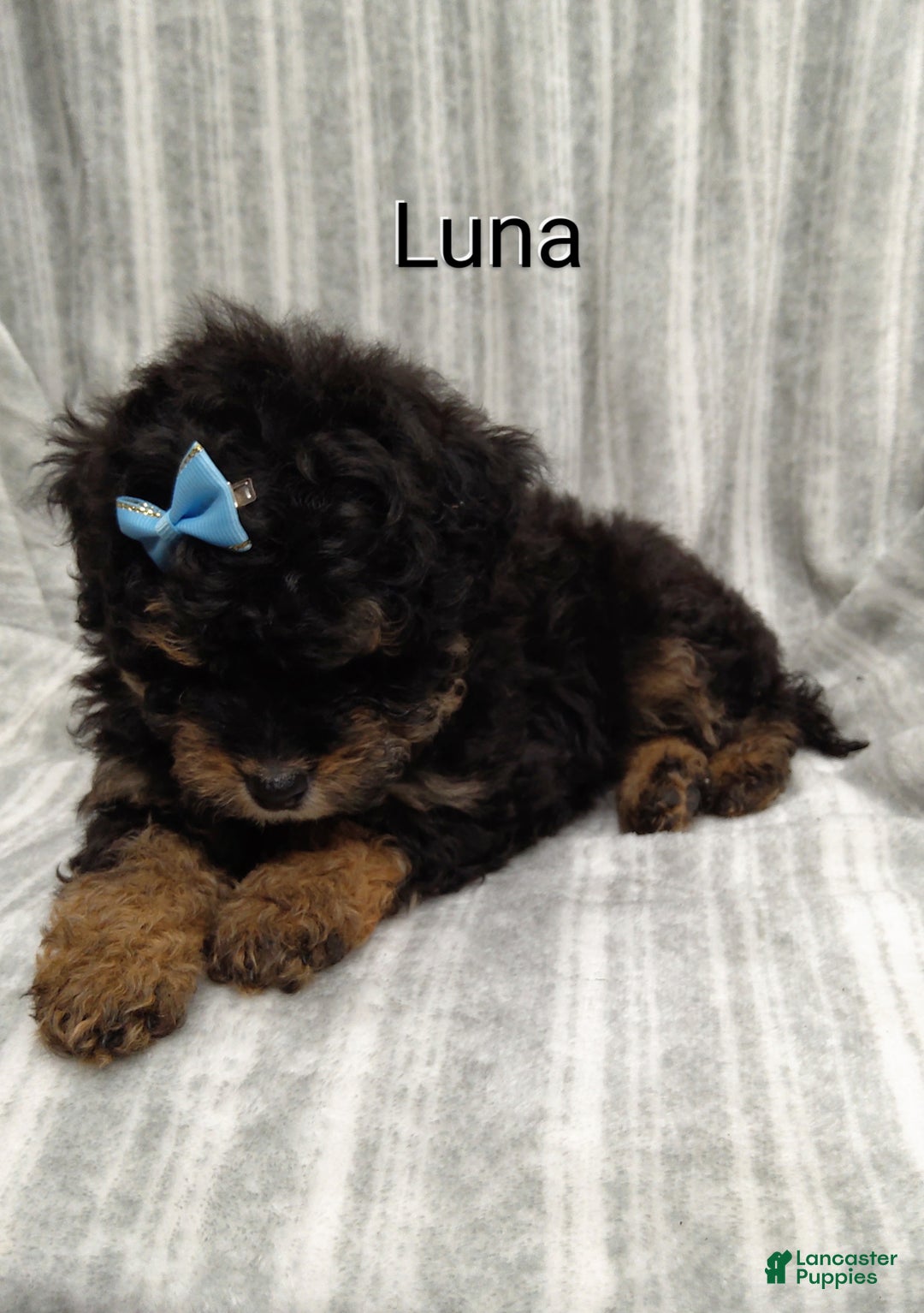 Mini Bernedoodle dogs for sale: Luna - Ad 2