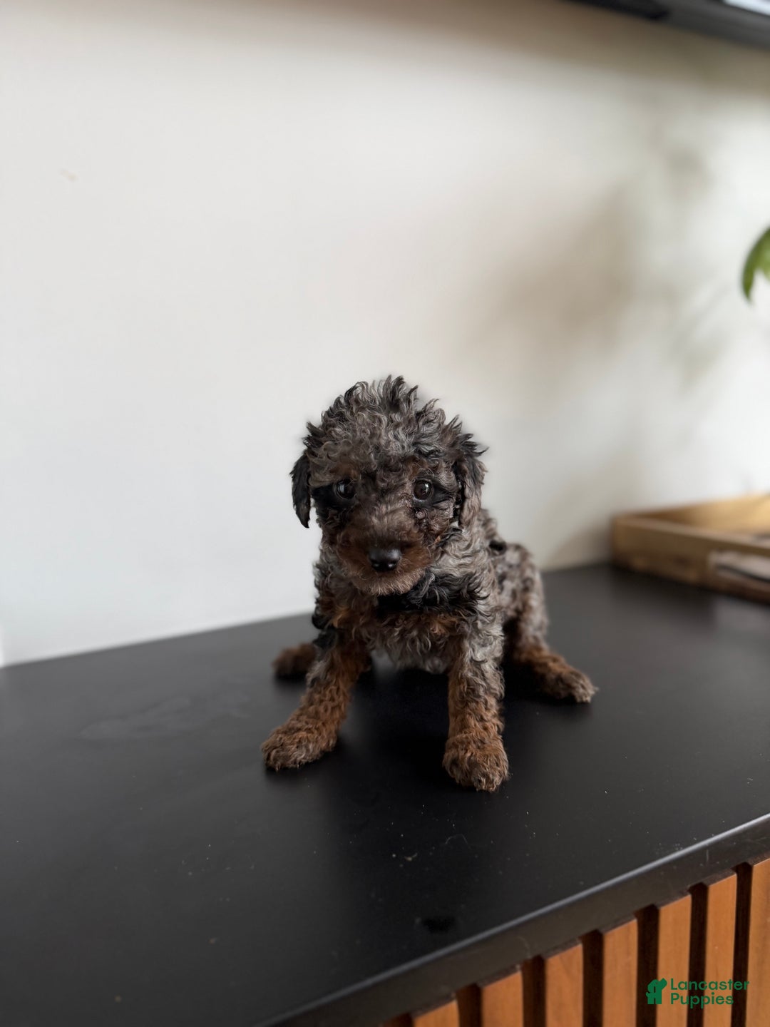 Toy Poodle dogs for sale: Tri teacup - Ad 4