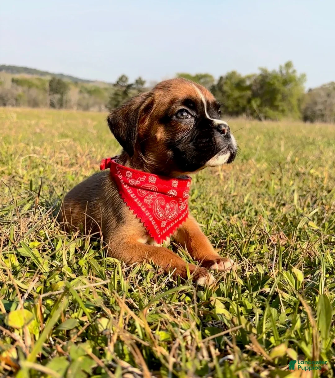 Boxer dogs for sale: Female Boxer Puppy - Calamity  - Ad 2