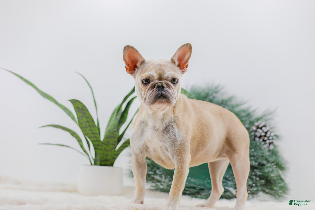 French Bulldog dogs for sale: Megan - Ad 8