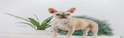 French Bulldog dogs for sale: Megan - Ad 8
