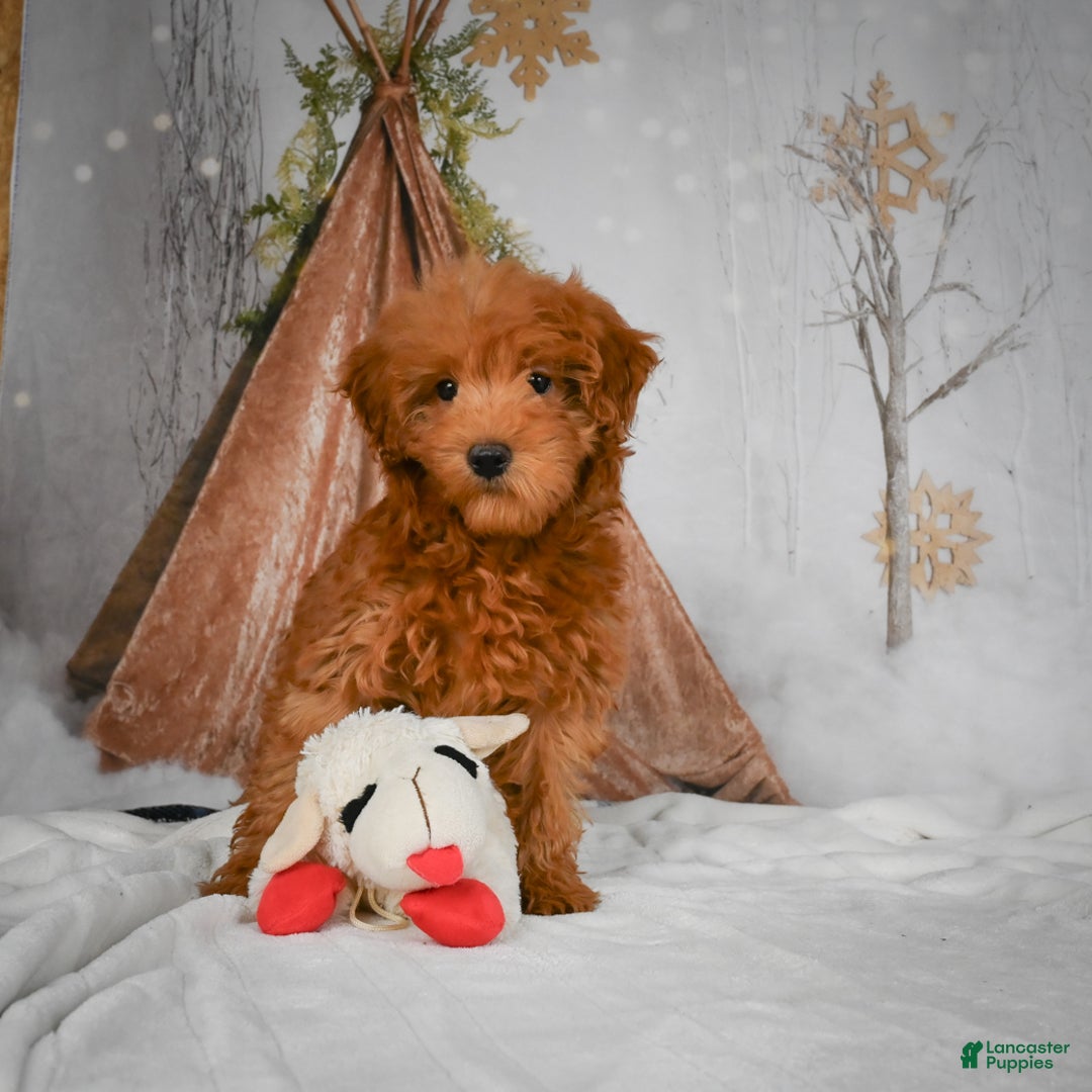 Mini Goldendoodle dogs for sale: Rosie - Ad 8