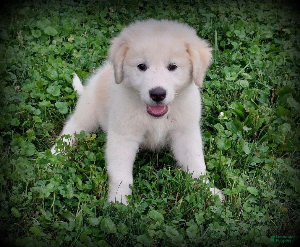 Mixed Breed dogs Luke - Ad 2