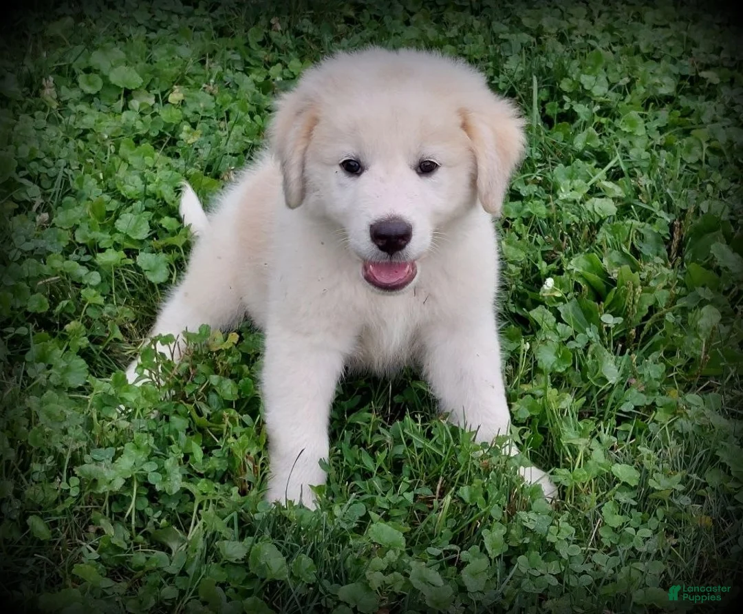 Mixed Breed dogs for sale: Luke - Ad 2
