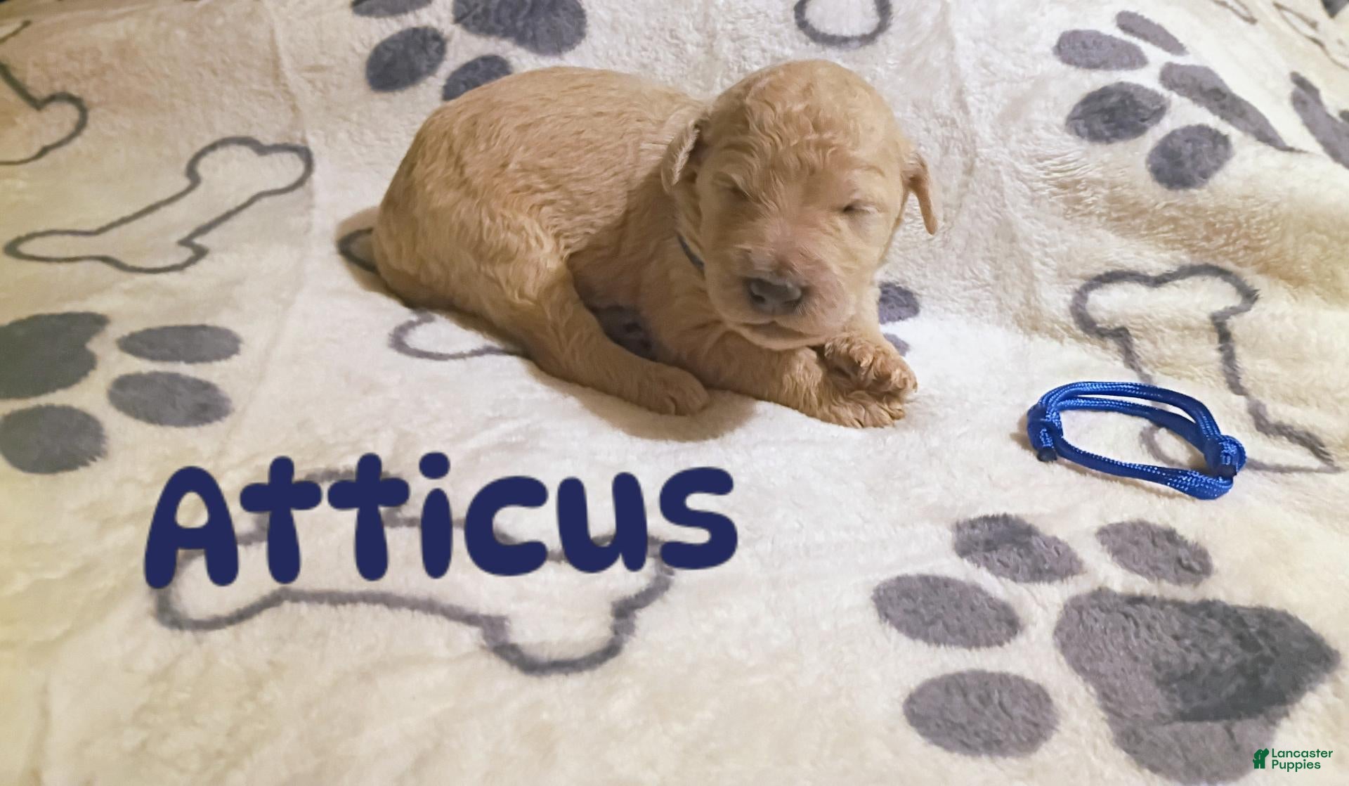 Mixed Breed dogs for sale: Mixed Breed 9 - Ad 26