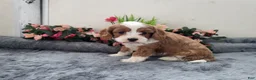 Cavapoo dogs for sale: Carmel - Ad 3