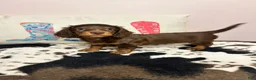 Miniature Dachshund dogs for sale: Maisley - Ad 2