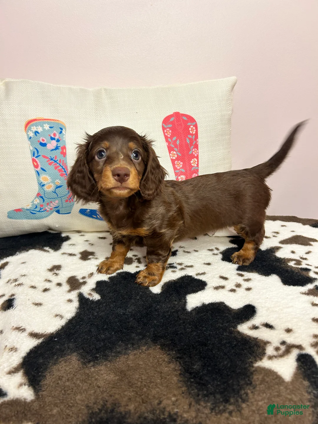 Miniature Dachshund dogs for sale: Maisley - Ad 2