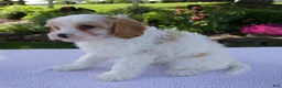Cavapoo dogs for sale: Destiny - Ad 6