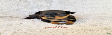 Pollie 