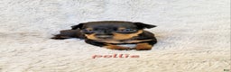 Miniature Pinscher dogs for sale: Pollie  - Ad 1