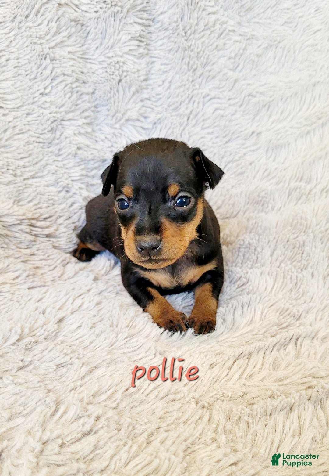 Miniature Pinscher dogs for sale: Pollie  - Ad 1