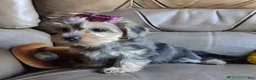 Yorkiepoo dogs for sale: Ms Teapot - Ad 3