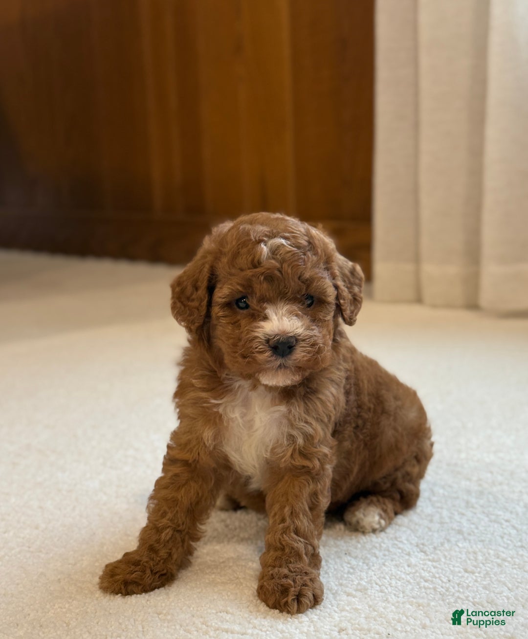 Miniature Poodle dogs for sale: Jasmine  - Ad 1