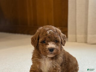 Miniature Poodle dogs Jasmine - Ad 6