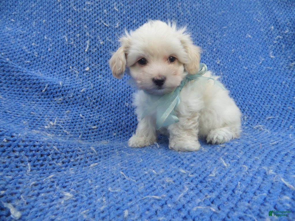Malshi dogs Tommy - Ad 6