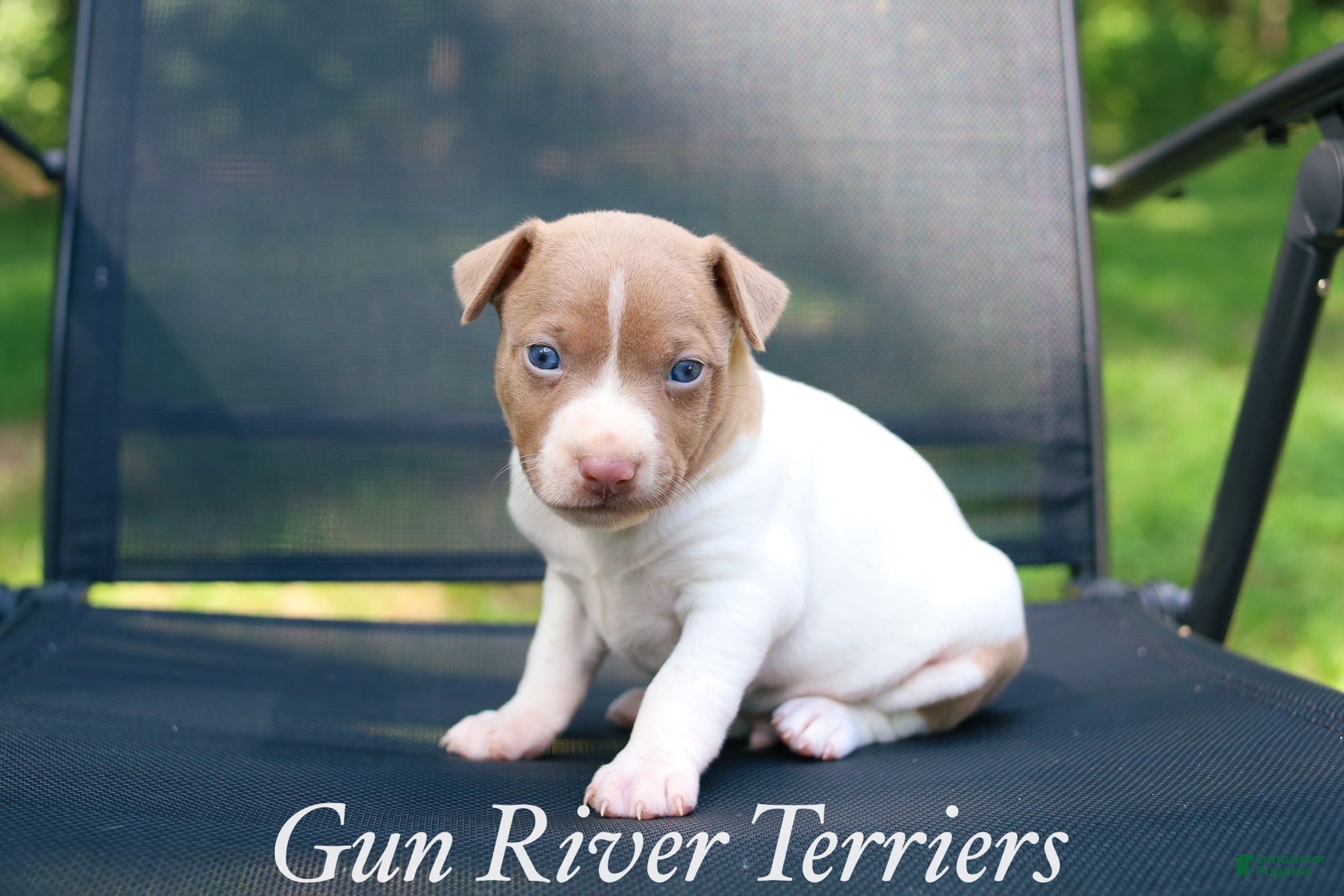 Rat Terrier dogs Boy 2 - Ad 5