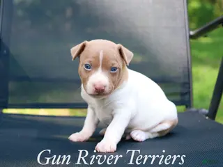 Rat Terrier dogs Boy 2 - Ad 5
